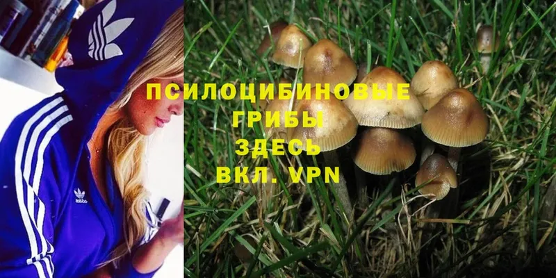 Галлюциногенные грибы MAGIC MUSHROOMS  Армянск 